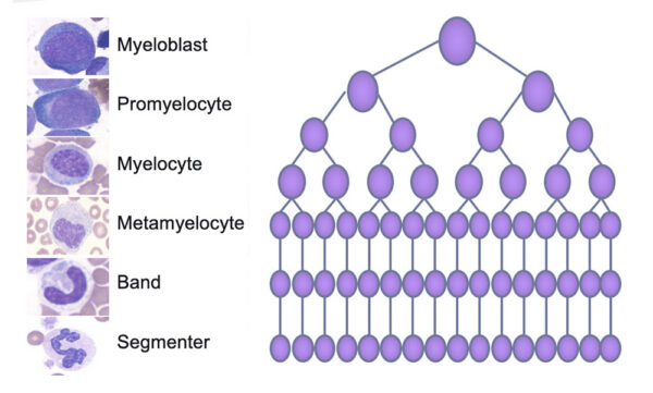 Granulopoiesis