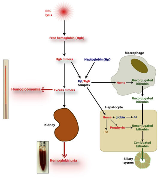 IV hemolysis