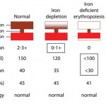Development of iron deficiency anemia