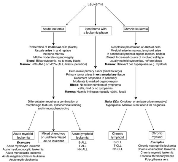 Leukemia algorithm