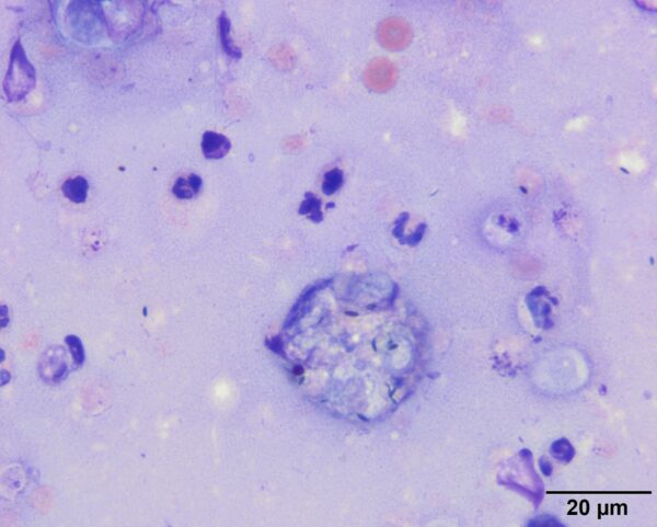 Fig3_Oct2018
