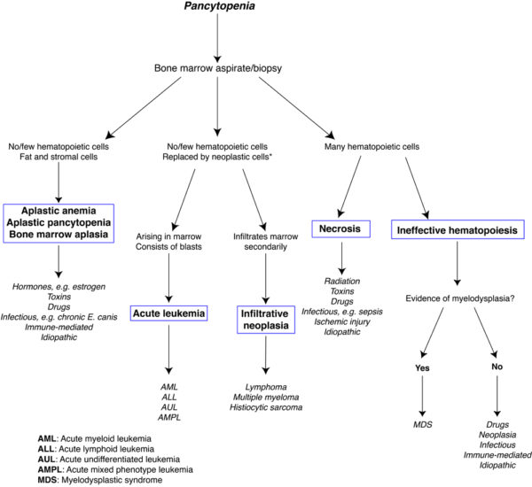 Pancytopenia flow chart