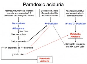 Paradoxic aciduria