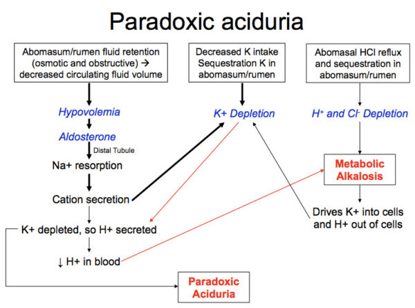 Paradoxic aciduria