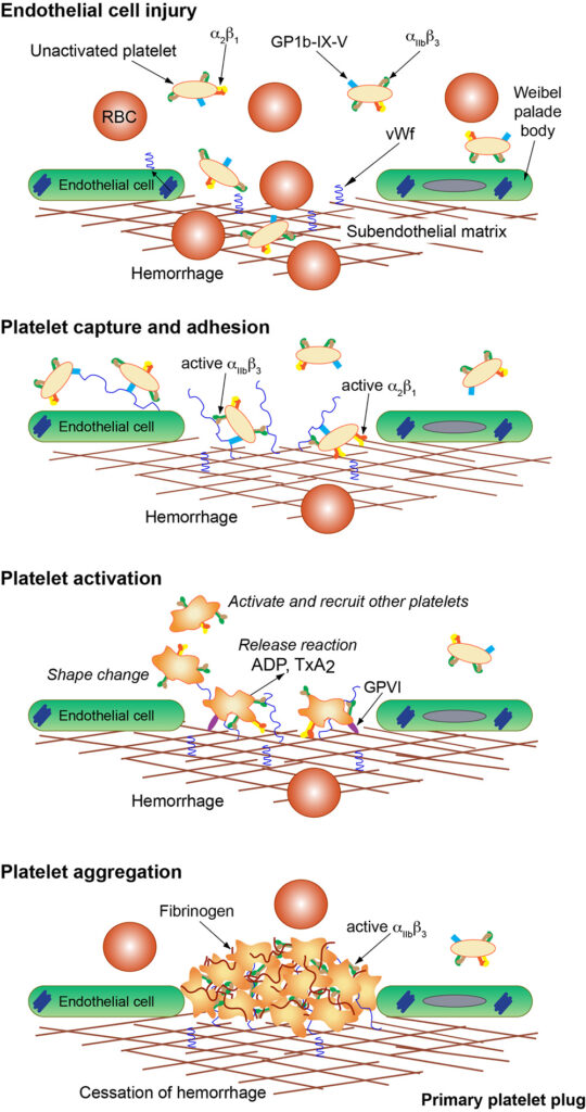 Sequence Of Events In Primary Hemostasis Or The Formation Of The ...