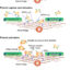 Primary Hemostasis - EClinpath