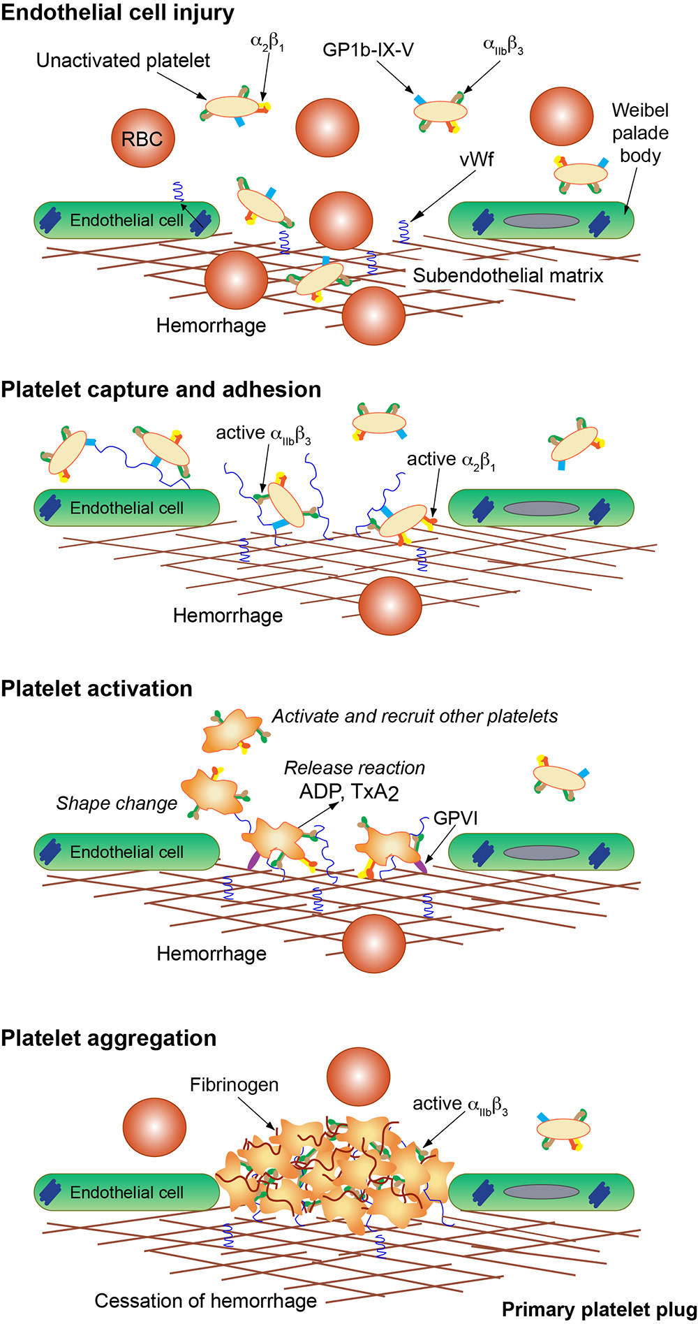 Platelet Aggregation Platelet Aggregation