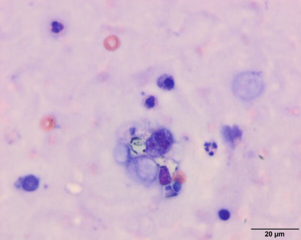Fig2a_2018