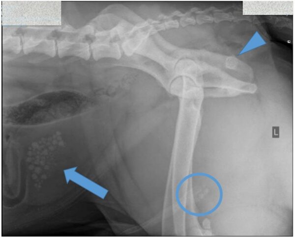 Fig1a_COMNov2018