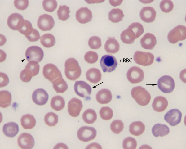 Regenerative anemia canine