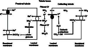 Renal excretion of hydrogen
