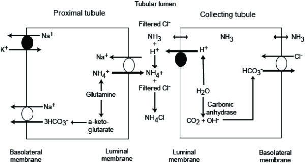Renal ammoniagenesis