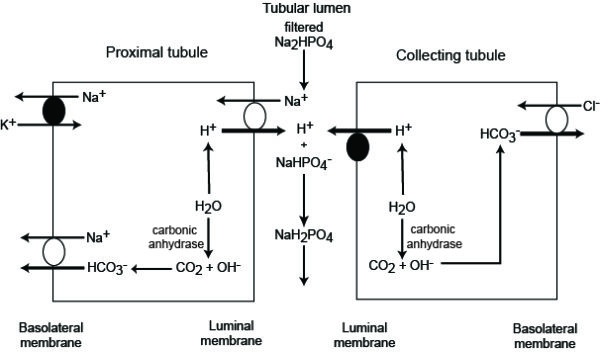 Renal titratable acidity