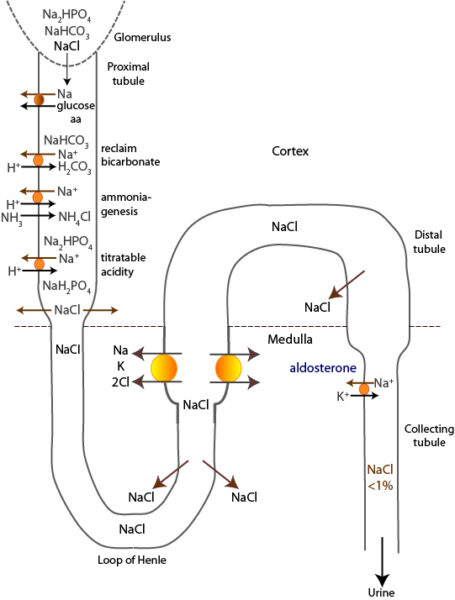 Renal sodium absorption