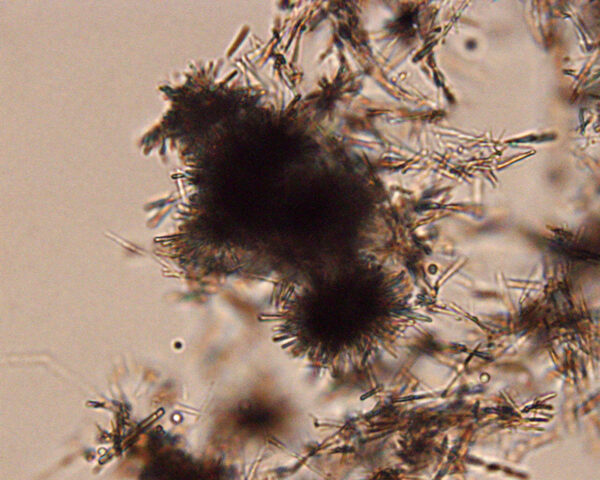 Ammonium biurate