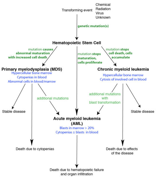 Leukemia pathogenesis