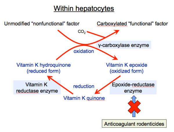 Vitamin K cycle