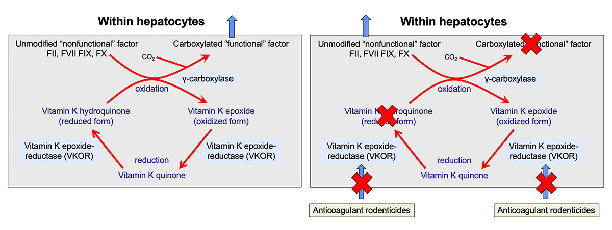  What Causes Vitamin K Deficiency In Dogs Vrogue co