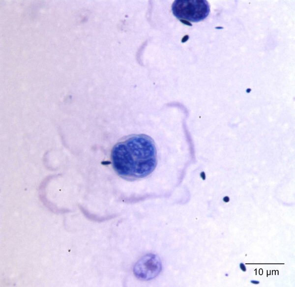 Fig4_Oct2018